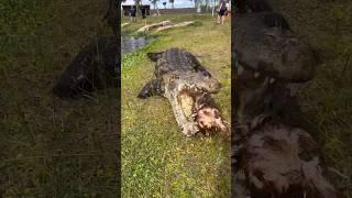 Nile Crocodiles Eating like Dinosaurs #reptile #crocodile #animals #shorts