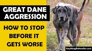 Are Great Danes Aggressive? Signs and Causes