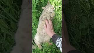 Просто з'явилася одного ранку у дворі. Прихистили. Назвали Муряшка️ #animal #cute #catcute