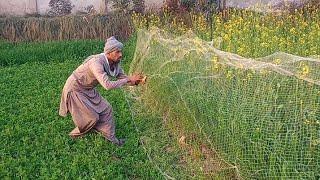 Batair ka Shikar 2023 | Quail hunting with Tabcha | Tabcha k sath batair ka shikar | quail netting