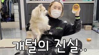 강아지 털..어디까지 빗어 봤니? 나는 예쁜 포메에게 속았다..ㅋㅋ 엄마 하늘에서 눈이 내려와요~ㅠㅠ