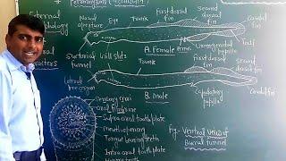 L96|External morphology of Petromyzon|Cyclostomata|General characters of Lamprey|Habit&habitat|Part2