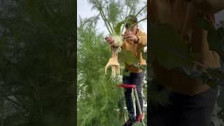 36 fennels grown in less than one square meter on an aeroponic tower #fennel #farming #agriculture