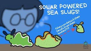 THESE SEA SLUGS CAN DO WHAT?! | SCIENCE MINUTE