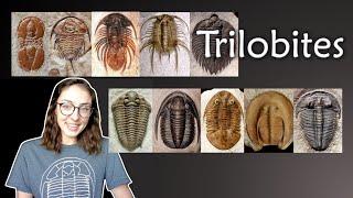 Arthropoda (Pt. 2) Trilobites- Invertebrate Paleontology | GEO GIRL