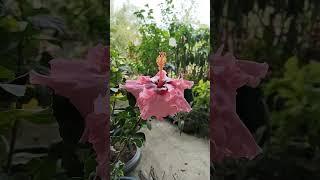 My home flower #flowers #shortfeed #shorts #shortsviral #shortstrending