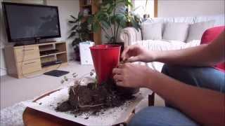 Replanting a Gloxinia