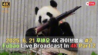 2025. 6. 21  푸바오의 하루를 고화질 고음질 방송으로 만나보세요.(4K Fubao Live Broadcasting)