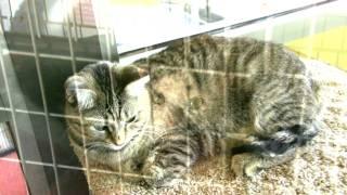 TAILS Humane Society PSA