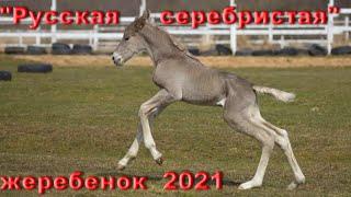 Проект "Русская серебристая" лошадь. Новорожденный жеребенок 2021.