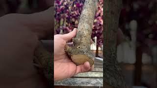 Bilbo will have to wait  #lotr #woodcarving #satisfying #carving #woodworking #nature #asmr