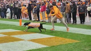 Smokey X celebrates a touchdown in his last game at Neyland - Tennessee Volunteers Football Missouri