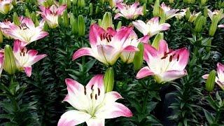 Best Garden Perennials, Lilium Lollypop (Asiatic Lily)