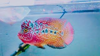 Top 15 VIP King Kamfa Flowerhorn | Beautiful F2 Kamfa Flowerhorn Fishes