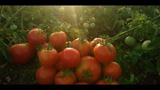 100% NATURAL VEGETABLES FARMING - JAHAR MUKT KHETI DailyFresh7 - www.dailyfresh7.com - www.girfresh.
