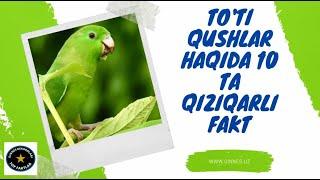 To'ti qushlar haqida 10 ta qiziqarli fakt