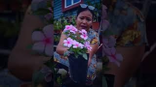 How to Care Vinca Plant in Rainy Season? Nepali Gardening Tips #shorts #vincaflower #vincaplant