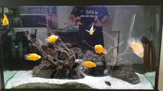 My Parrots and Sajica cichlids 