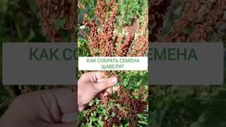 Как собрать семена щавеля? #огород #дача #сад #лайфхаки #garden #лайфхак #щавель