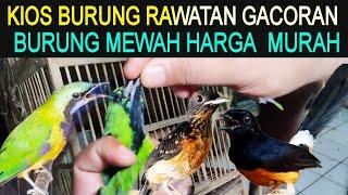 KIOS BURUNG RAWATAN GACORAN BURUNG MEWAH HARGA MURAH KIOS AGUNG DZN PASAR BURUNG PRAMUKA HARI INI