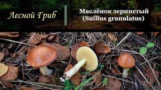 Маслёнок зернистый (Suillus granulatus)