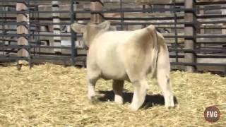 Fillmore Cattle Tag 09