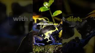 Amazing Facts About Poison Dart Frogs!