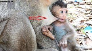 Why baby monkey Micah breastfeeding like this? Samnnang kh D129