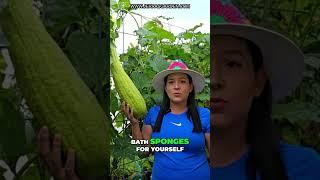 Luffa Magic! DIY Projects & Garden Hacks Revealed!