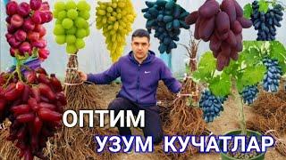 #оптим_узум_кучатлар 100%  Ишончли Гарантиялиг..