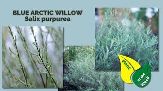 BLUE ARCTIC WILLOW | Salix purpurea