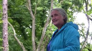 Jackie's Beech Tree