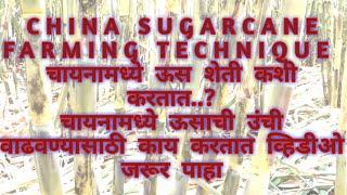 Sugarcane farming method in china.smart farming.ऊस शेती चायना