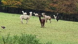 Alpaca walk,  alpacaly ever after lake district