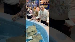 Dad feeds stingray with his family #shorts