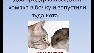 Кот против хомяка (для поднятия мотивации)