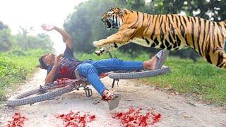 Tiger attack man in forest royal bengal tiger attack | Baadshah Kck