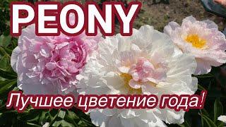 Пионы в нашем питомнике - лучшее цветение года! / Сад Ворошиловой