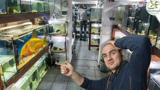 8000l corydoras breeding. Everything about the corydoras. #aquarium #aquaristics #corydoras