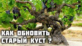 Как обновить и переформировать старый куст винограда?