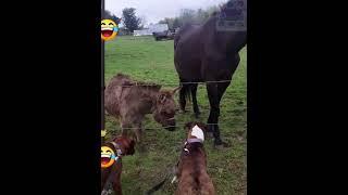 Dogs Vs  Electric Fence  Wait for the Donkey!