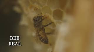 Bee Real | Archive Film