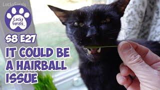 It Could Be A Hairball Issue - Lucky Ferals S8 E27 - Cat Vlog - Living With 11 Cats