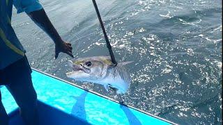 Live fishing//kingfish fishing at offshore