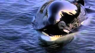 Free Willy - Ruf der Freiheit (Michael Jackson - Will you be there)  - YouTube.flv