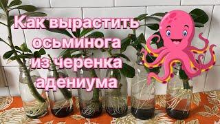 Черенки адениумов пустили корни. Сажу их в грунт, показываю подробно и рассказываю. 12.08.2024 г.