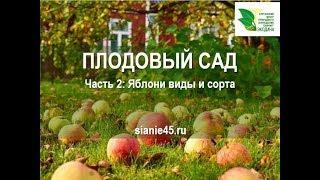 Плодовый сад. Часть 2. Яблони виды, сорта, уход #плодовые деревья