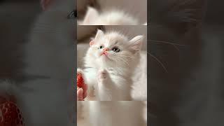 just one bite? maybe? please? #cute #cat #kitten #catlovers #lipsync