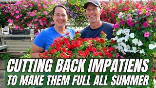 Cutting Back Impatiens to Make Them FULL All Summer