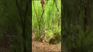 Gibbon NGISENGIN  Anak Harimau#shorts